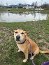 adoptable Dog in Canfield, OH named BUDDY