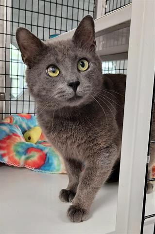 picture of the cat needing adoption