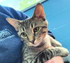 adoptable Cat in canfield, OH named SHAWN