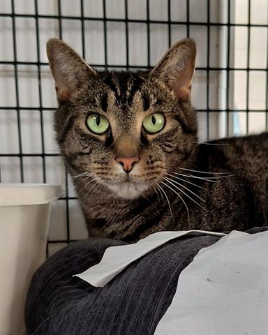 adoptable Cat in Canfield, OH named HUMPHREY