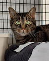 adoptable Cat in canfield, OH named HUMPHREY