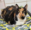 adoptable Cat in canfield, OH named GINGERBREAD