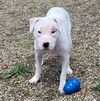 adoptable Dog in , OH named HOMER