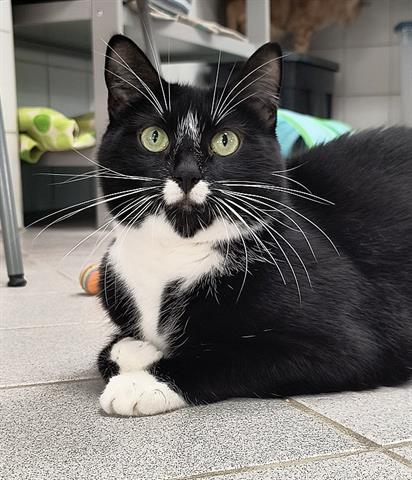 adoptable Cat in Canfield, OH named LICORICE