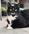 adoptable Cat in , OH named LICORICE