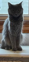 adoptable Cat in  named AVA