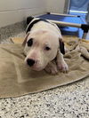 adoptable Dog in , OH named BART
