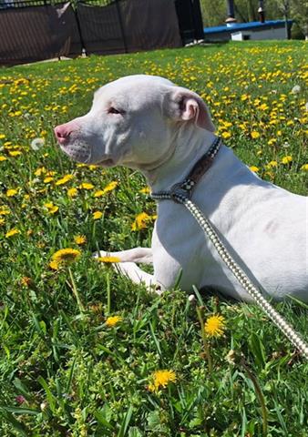 adoptable Dog in Canfield, OH named MARGE