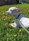 adoptable Dog in , OH named MARGE