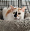 adoptable Cat in canfield, OH named MOLLY