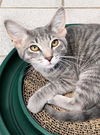 adoptable Cat in canfield, OH named HALSEY