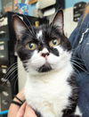 adoptable Cat in canfield, OH named NATASHA