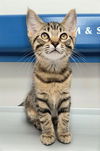adoptable Cat in canfield, OH named MARIGOLD