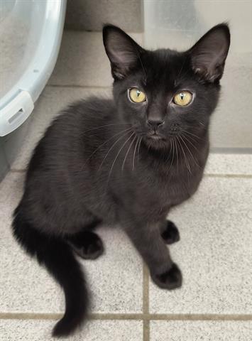 adoptable Cat in Canfield, OH named MIRABELLE