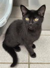 adoptable Cat in canfield, OH named MIRABELLE