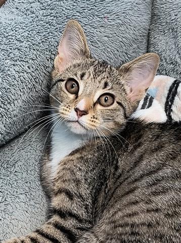 adoptable Cat in Canfield, OH named LOUISE
