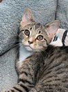 adoptable Cat in canfield, OH named LOUISE