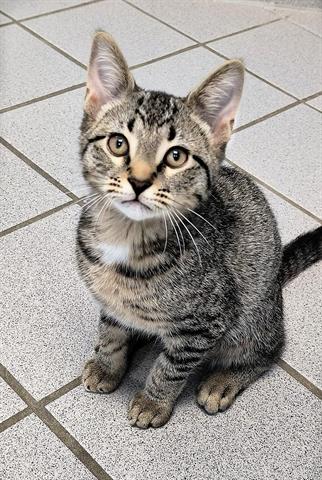adoptable Cat in Canfield, OH named DAN