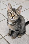 adoptable Cat in canfield, OH named DAN