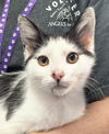 adoptable Cat in canfield, OH named PHILLIP