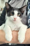 adoptable Cat in canfield, OH named JONATHAN