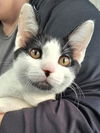 adoptable Cat in canfield, OH named VICKIE