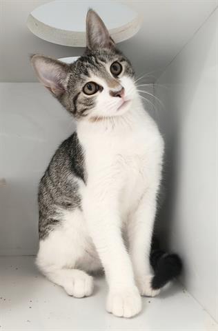 adoptable Cat in Canfield, OH named MICHAEL