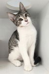 adoptable Cat in canfield, OH named MICHAEL