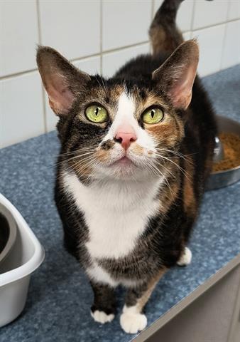 adoptable Cat in Canfield, OH named ROBERTA
