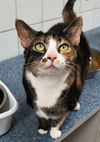 adoptable Cat in canfield, OH named ROBERTA