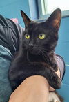 adoptable Cat in canfield, OH named MAELLE