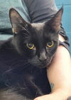 adoptable Cat in canfield, OH named MUNCHKIN
