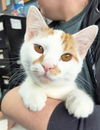 adoptable Cat in canfield, OH named SIMON