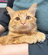 adoptable Cat in Canfield, OH named THEODORE