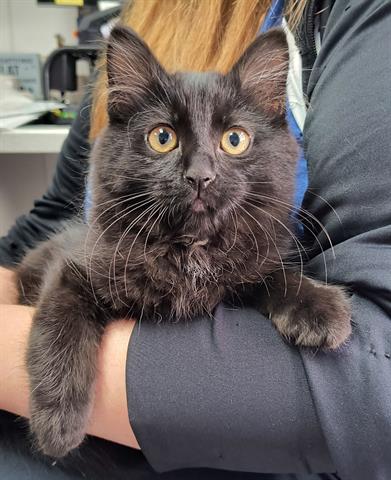 adoptable Cat in Canfield, OH named EMMA