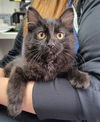 adoptable Cat in canfield, OH named EMMA