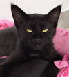 adoptable Cat in Canfield, OH named CASSIE
