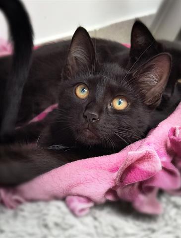 adoptable Cat in Canfield, OH named TODD