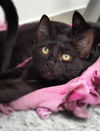 adoptable Cat in Canfield, OH named TODD