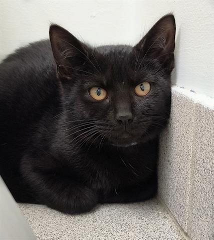 adoptable Cat in Canfield, OH named TOOTHLESS