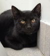 adoptable Cat in Canfield, OH named TOOTHLESS