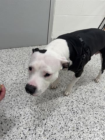 adoptable Dog in Canfield, OH named BETTY