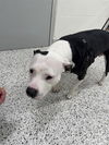 adoptable Dog in  named BETTY