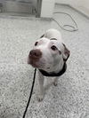 adoptable Dog in  named WILMA
