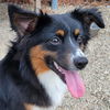adoptable Dog in  named MAJOR