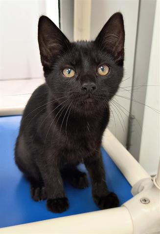 adoptable Cat in Canfield, OH named MEW