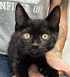 adoptable Cat in Canfield, OH named HUEY