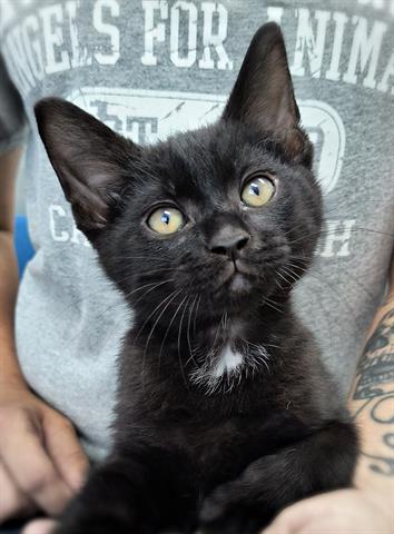 adoptable Cat in Canfield, OH named DEWEY