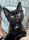 adoptable Cat in canfield, OH named DEWEY