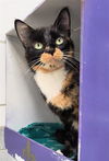 adoptable Cat in Canfield, OH named SMORES